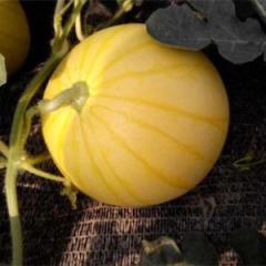 F1 Seedless Watermelon Seeds-Golden Seedless