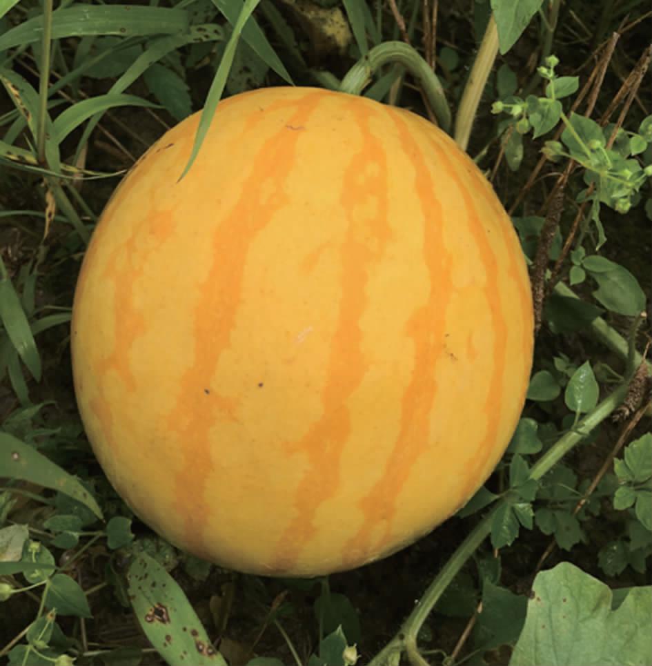 F1 Seedless Watermelon Seeds-Golden Seedless