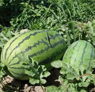 F1 Seeded Watermelon Seeds-NY 360