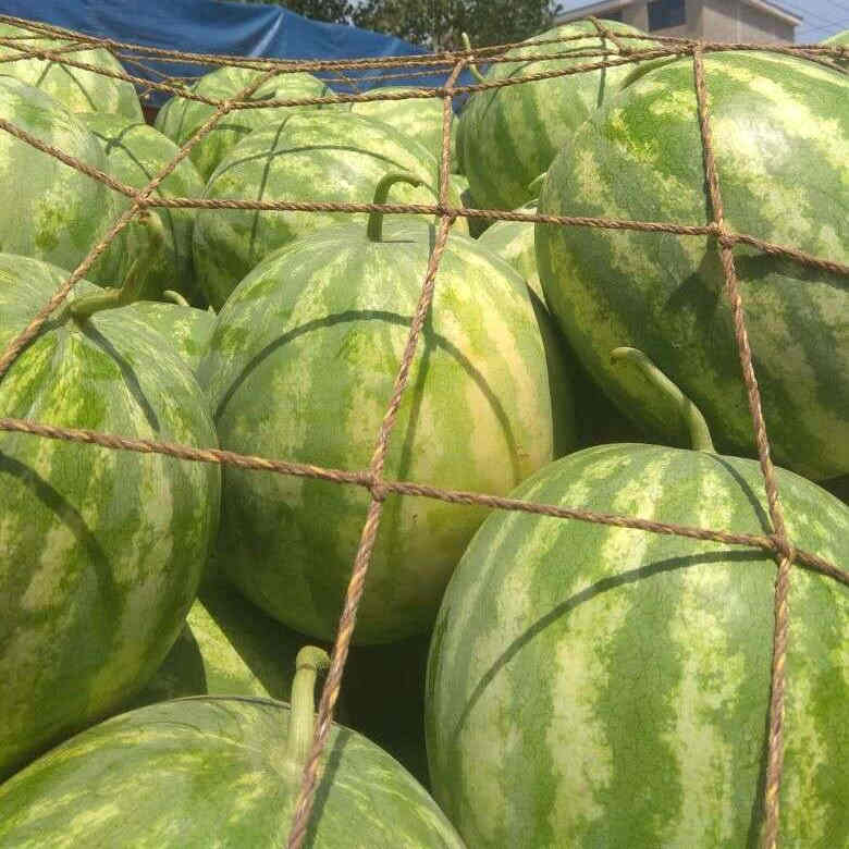 F1 Seedless Watermelon Seeds-Colorful Honey