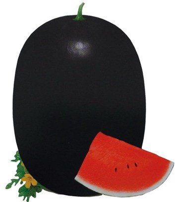 F1 Seeded Watermelon Seeds-Black King No.1