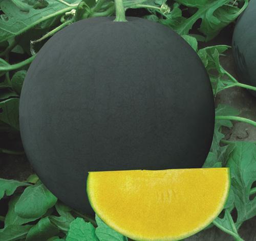 F1 Seedless Watermelon Seeds-Sweet Pineapple