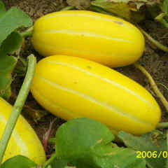 High Disease Resistance Golden Yellow Sweet Melon seeds-Golden Gem