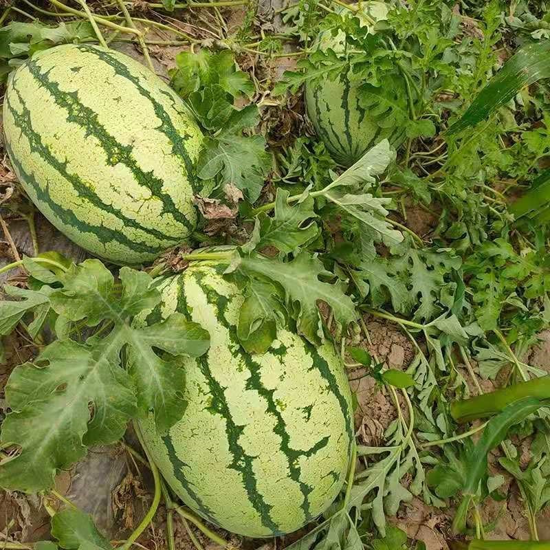 F1 Seeded Watermelon Seeds-XN008