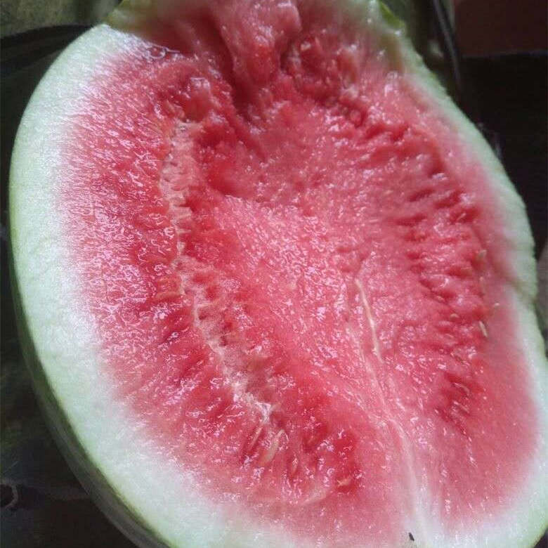 F1 Seedless Watermelon Seeds-Colorful Honey