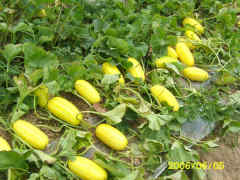 High Disease Resistance Golden Yellow Sweet Melon seeds-Golden Gem