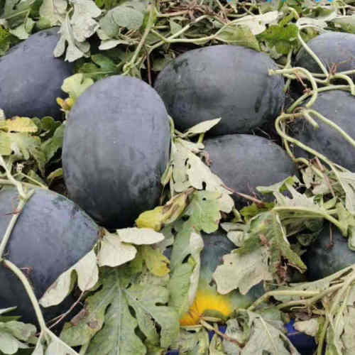 F1 Seeded Watermelon Seeds-Black Show