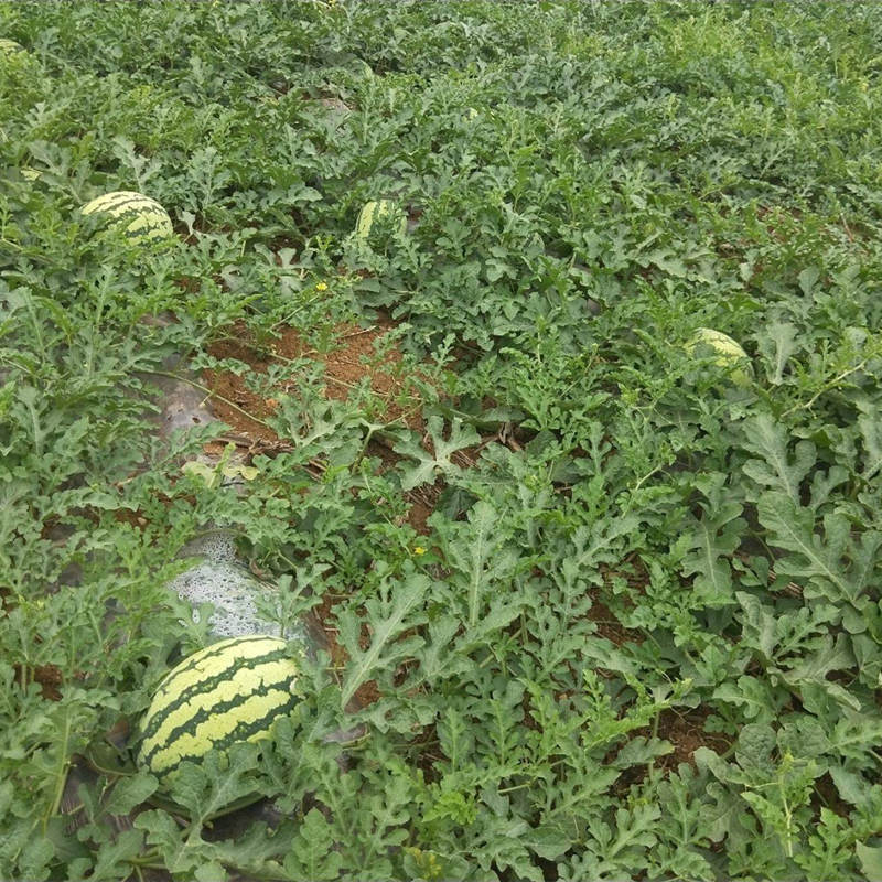 F1 Seeded Watermelon Seeds-XN008
