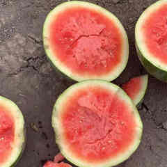 F1 Seedless Watermelon Seeds-New Innovation No.2