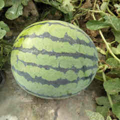 F1 Seedless Watermelon Seeds-New Innovation No.2