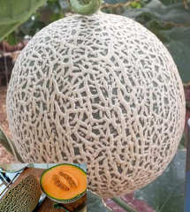 Muskmelon Cantaloupe Hami Melon Seeds-Japanese Sweet