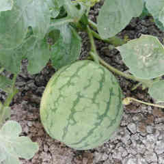 F1 Seedless Watermelon Seeds-New Innovation No.2