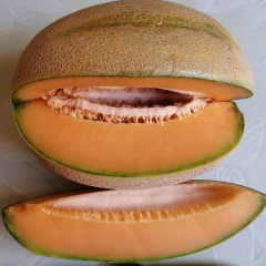 F1 Orange Flesh Cantaloupe Melon Seeds-New Honey No.3