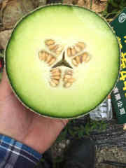 Green Flesh Musk Melon Seeds-Green Ruby No.9