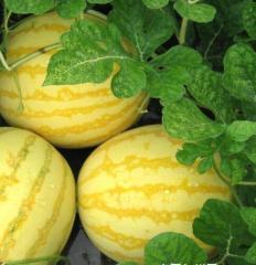 F1 Seedless Watermelon Seeds-Golden Seedless