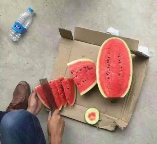 F1 Seeded Watermelon Seeds-Classical Baby