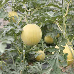 F1 Seeded Watermelon Seeds-Gold No.2