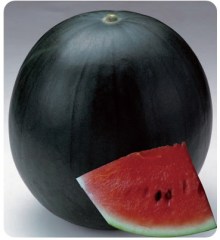 F1 Seeded Watermelon Seeds-Black King No.2