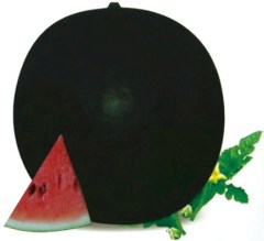F1 Seeded Watermelon Seeds-Black King No.3