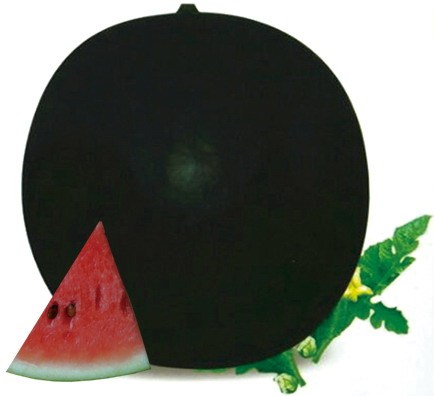 F1 Seeded Watermelon Seeds-Black King No.3