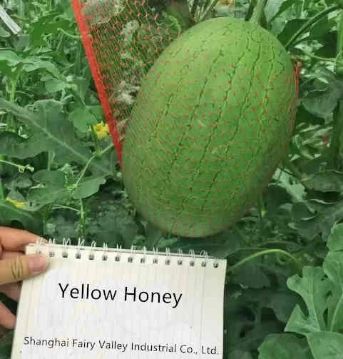 F1 Seeded Watermelon Seeds-Yellow Honey
