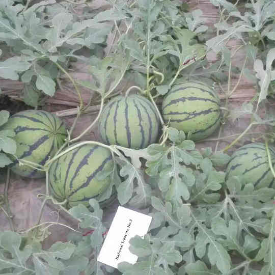 F1 Seeded Watermelon Seeds-National Treasure No.3