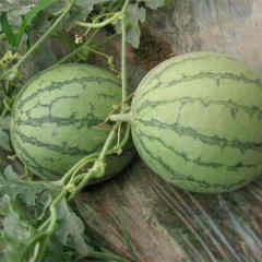 F1 Seeded Watermelon Seeds-Yellow Cream