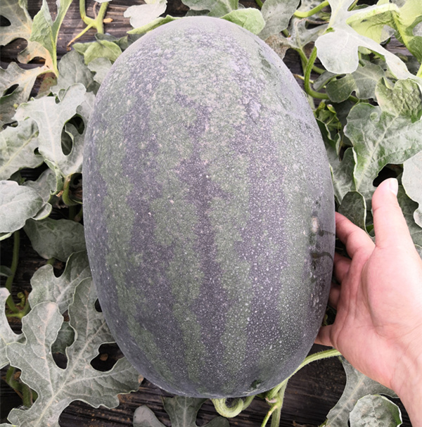 F1 Seeded Watermelon Seeds-Classical Baby