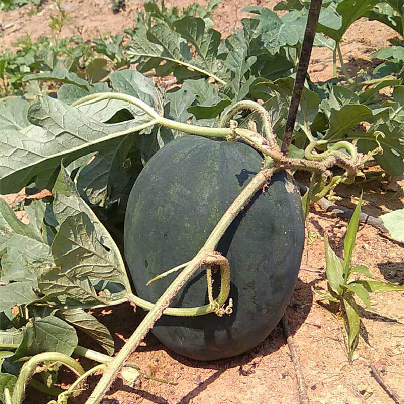 F1 Seeded Watermelon Seeds-Super Big Black Resistance General