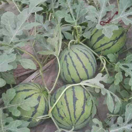 F1 Seeded Watermelon Seeds-National Treasure No.3