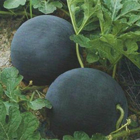 F1 Seeded Watermelon Seeds-Black King No.3