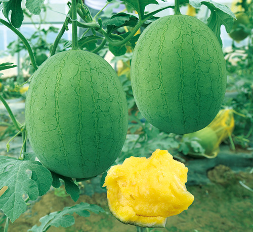 F1 Seeded Watermelon Seeds-Yellow Honey
