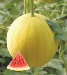 F1 Seeded Watermelon Seeds-Gold No.2