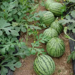 F1 Seeded Watermelon Seeds-Yellow Cream