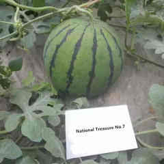 F1 Seeded Watermelon Seeds-National Treasure No.7