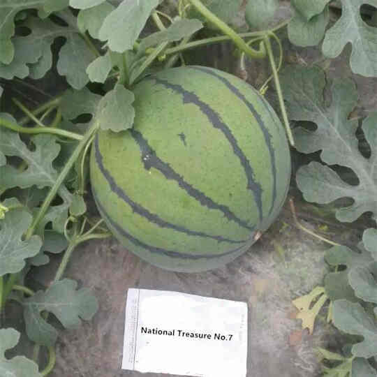 F1 Seeded Watermelon Seeds-National Treasure No.7