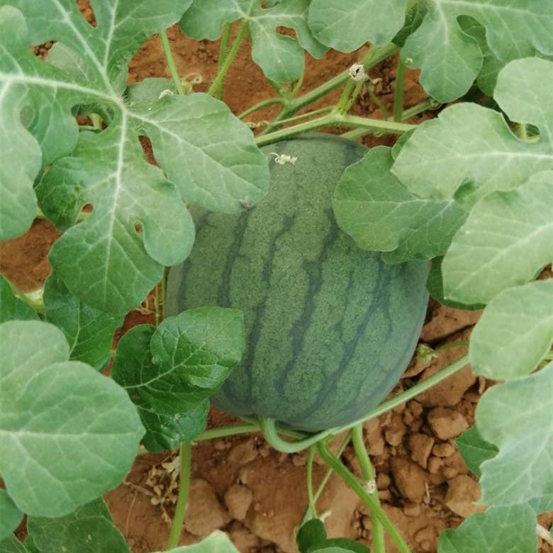 F1 Seeded Watermelon Seeds-Black Orange