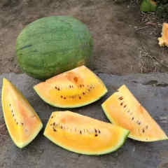 F1 Seeded Watermelon Seeds-Summer Baby