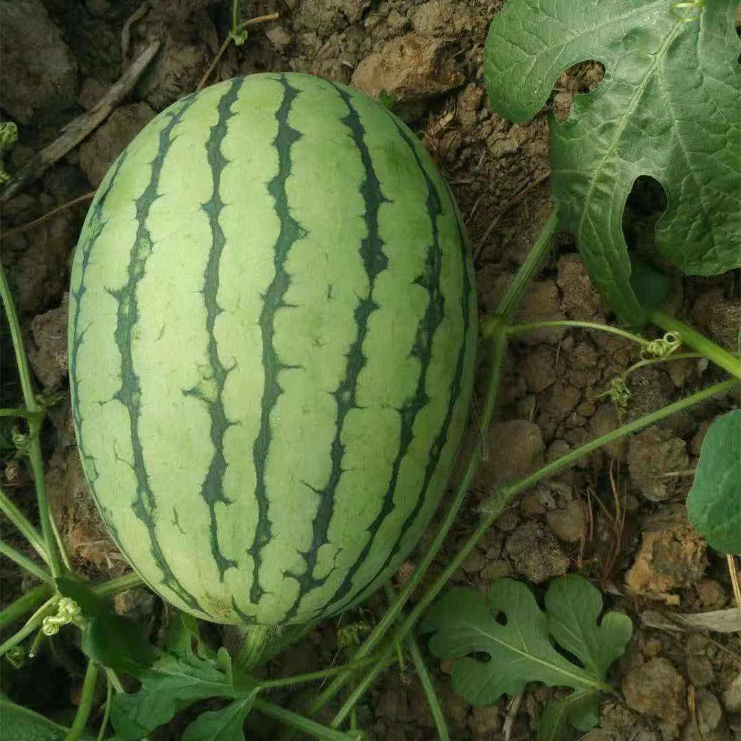 F1 Seeded Watermelon Seeds-Red Honey