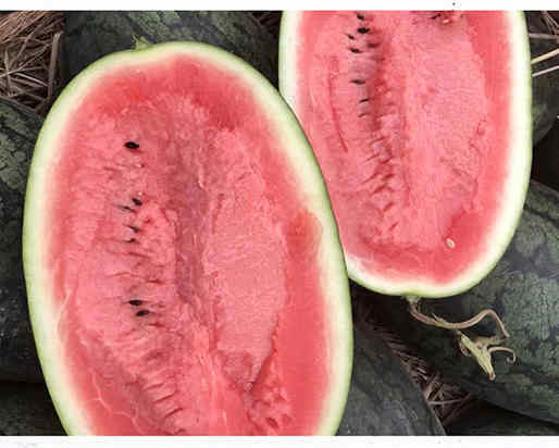 F1 Seeded Watermelon Seeds-Black Baby No.3