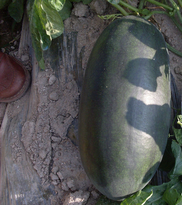 F1 Seeded Watermelon Seeds-Big fruit Black Beauty