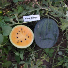 F1 Seeded Watermelon Seeds-Black Orange