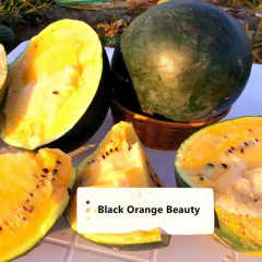 F1 Seeded Watermelon Seeds-Black Orange Beauty