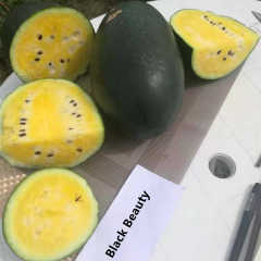F1 Seeded Watermelon Seeds-Black Beauty