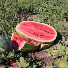 F1 Seeded Watermelon Seeds-Huawang No.8
