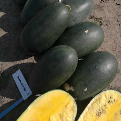 F1 Seeded Watermelon Seeds-Black Beauty