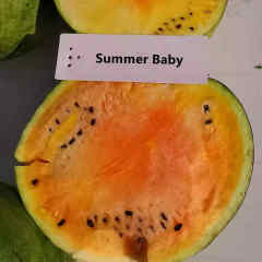 F1 Seeded Watermelon Seeds-Summer Baby