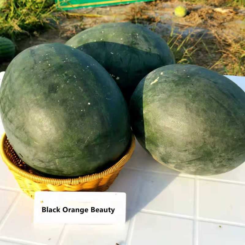 F1 Seeded Watermelon Seeds-Black Orange Beauty