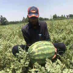 F1 Seeded Watermelon Seeds-Huawang No.7