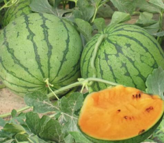 F1 Seeded Watermelon Seeds-Orange Swallow